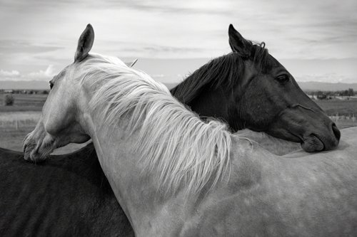 White Horse and Black Horse Animal Art Print on Canvas Drop shipping - 副本