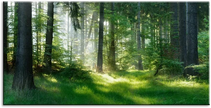 gift Morning Sunlight Forest Large Stretched Canvas Wall Art Painting Dropshipping